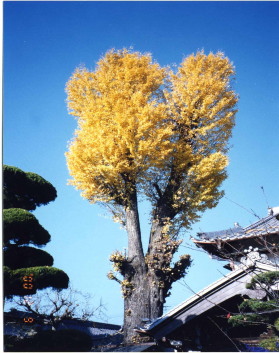イチョウの大木を見上げる写真