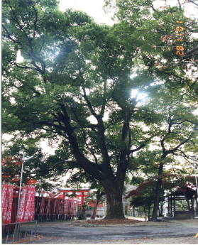 クスノキの写真