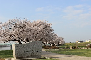 みなと公園桜