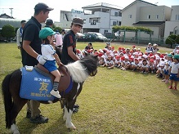 ミニチュアホースに乗る園児の写真（松枝保育所）