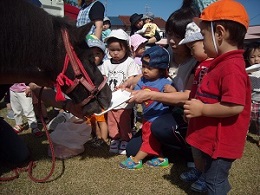 園児がミニチュアホースにえさをあげている写真（第一保育所）