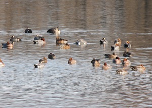 水鳥の群れ