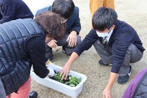 植えてる様子.png