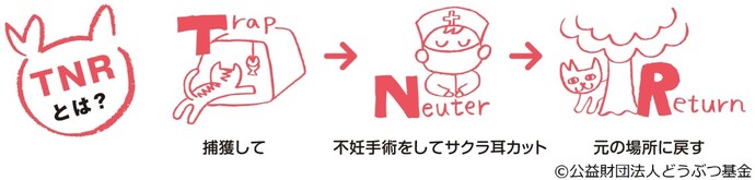 さくらねこ.jpg