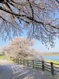 nori3800.jpg
