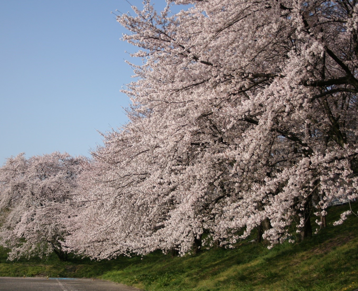 奈良津堤の桜